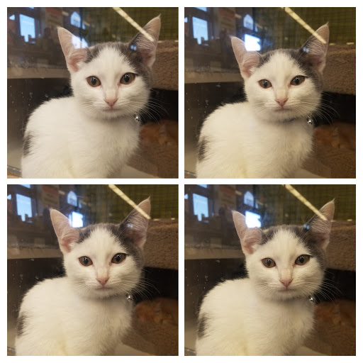 Pet Supply Store «Unleashed by Petco», reviews and photos, 515 El Camino Real #120, Menlo Park, CA 94025, USA