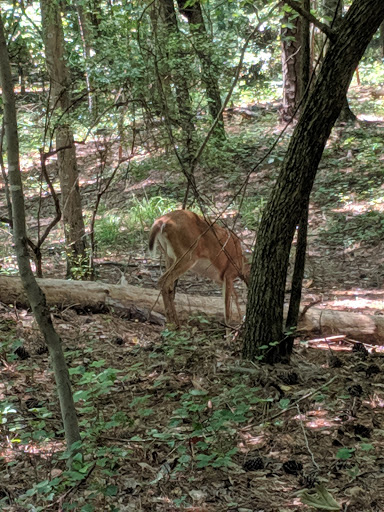 Park «Big Creek Park», reviews and photos, 1600 Old Alabama Rd, Roswell, GA 30076, USA