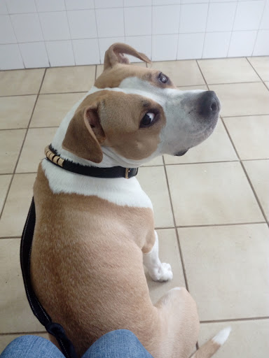 Clínica Veterinaria Loureiro Crespo en Pontevedra