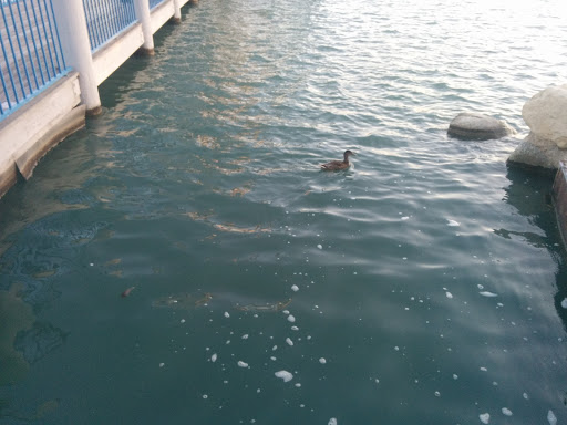 Park «Mike Ward Community Park Woodbridge», reviews and photos, 20 Lake Rd, Irvine, CA 92604, USA