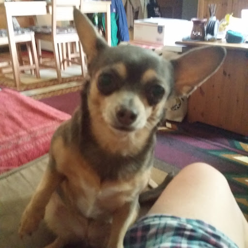 Pet Supply Store «Petco Animal Supplies», reviews and photos, 940 Costley Way, Prince Frederick, MD 20678, USA