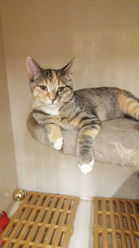 Pet Supply Store «Petco Animal Supplies», reviews and photos, 43465 Ford Rd, Canton, MI 48187, USA