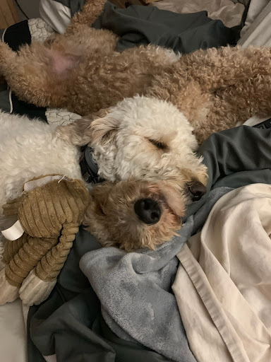 Pet Supply Store «Paws Pet Supply and Grooming», reviews and photos, 7571 Barnett Way, Powell, TN 37849, USA