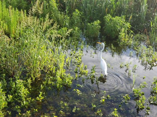 Golf Resort «ChampionsGate Golf Club», reviews and photos, 8575 White Shark Blvd, Davenport, FL 33896, USA