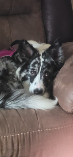 Pet Supply Store «PetSmart», reviews and photos, 310 N White Horse Pike, Lawnside, NJ 08045, USA