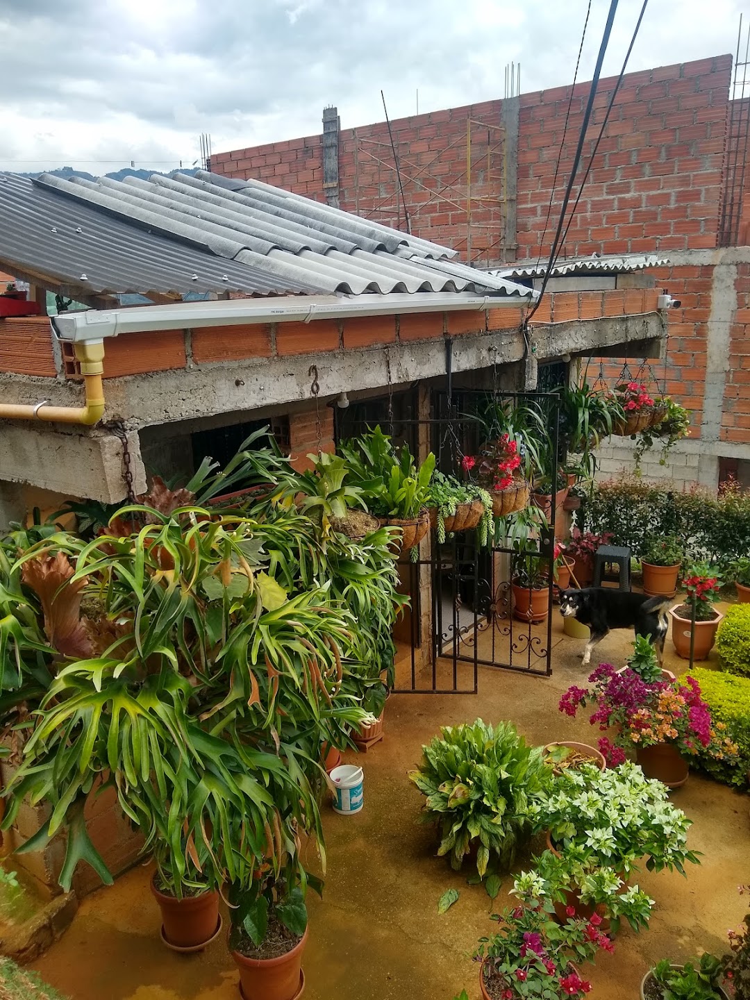 VIVERO CINCO ESTRELLAS