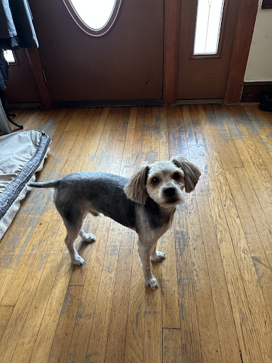 Pet Bathing & Boarding