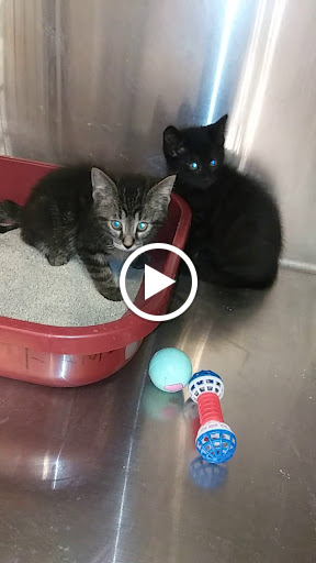 Pet Supply Store «PetSmart», reviews and photos, 5650 Mercury Dr, Dearborn, MI 48126, USA