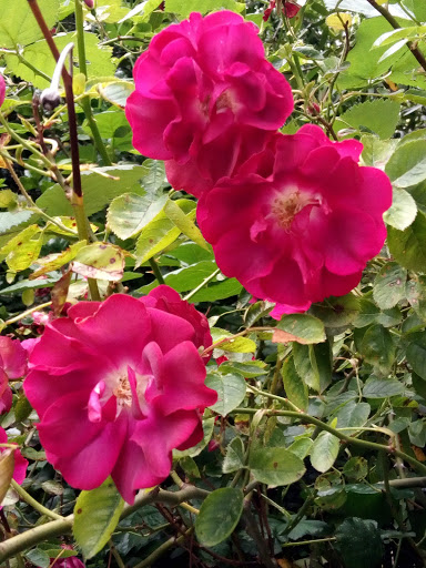 Market «La Honda Market», reviews and photos, 8865 La Honda Rd, La Honda, CA 94020, USA