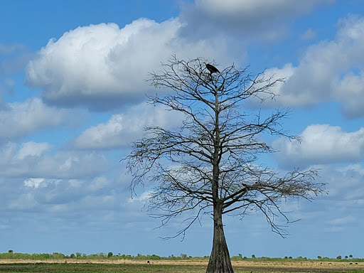 Tourist Attraction «Twister Airboat Rides», reviews and photos, 8199 W King St, Cocoa, FL 32926, USA