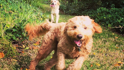 Wags 2 Whiskers Dog Walking & Pet Care