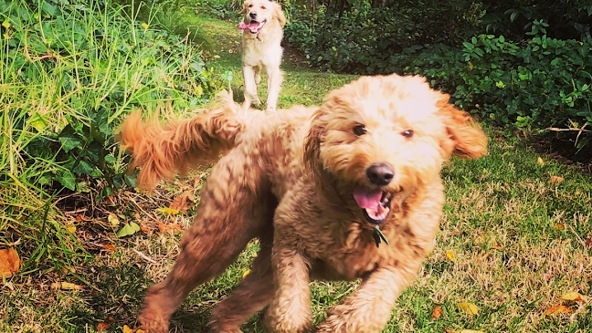 Wags 2 Whiskers Dog Walking & Pet Care