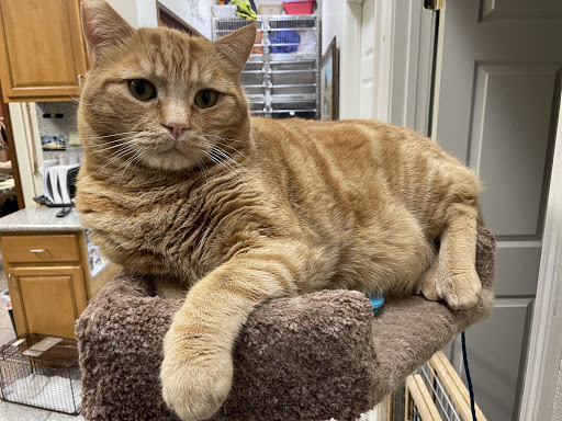 For Paws Spay & Neuter Clinic image