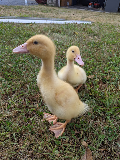 Pet Supply Store «PetSmart», reviews and photos, 248 Westminster Dr, Carlisle, PA 17013, USA