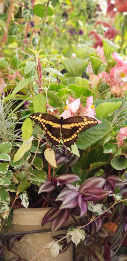 Florist «St. Clair Greenhouses & Florist», reviews and photos, 7043 Big Hand Rd, St Clair, MI 48079, USA