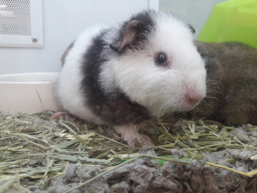 Pet Supply Store «Petco Animal Supplies», reviews and photos, 760 Queen St, Southington, CT 06489, USA