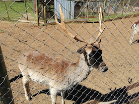 Fundo El Venado