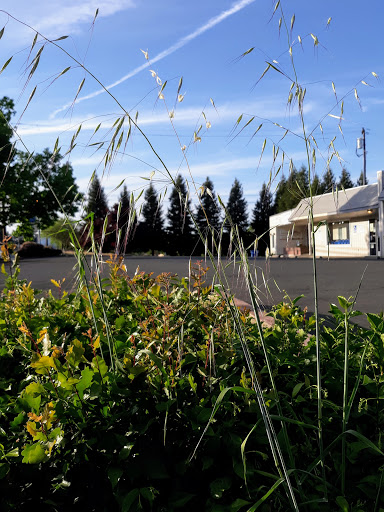 Auto Parts Store «AutoZone», reviews and photos, 975 N State St, Ukiah, CA 95482, USA