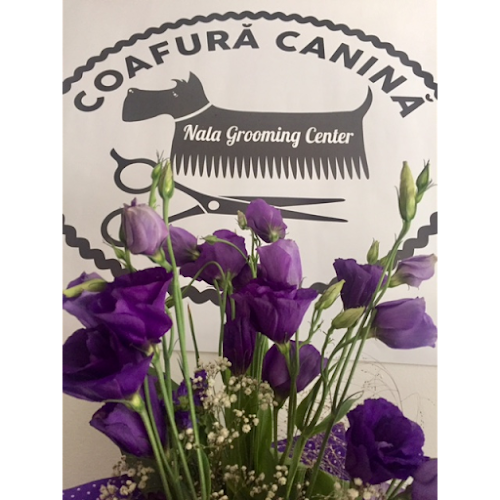 Salon Coafura & Frizerie Canina Oradea - Nala Grooming - <nil>