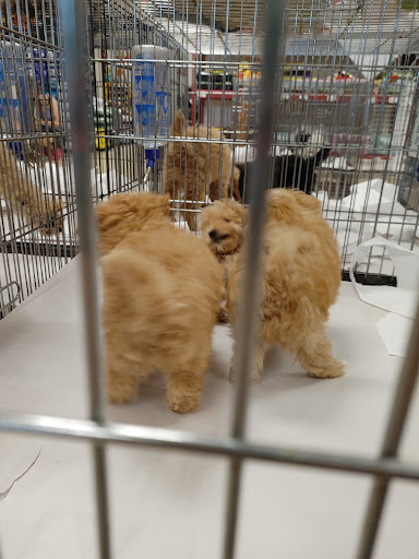 Pet Store «Pet World - Auburndale», reviews and photos, 3637 Havendale Blvd, Auburndale, FL 33823, USA