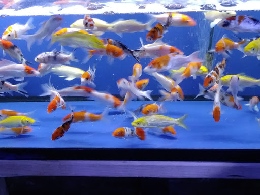 Pet Store «Pet World», reviews and photos, 891 Harriman Pl, San Bernardino, CA 92408, USA