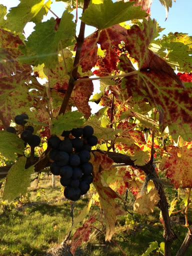 Winery «Oceana Winery & Vineyard», reviews and photos, 4980 S 52nd Ave, New Era, MI 49446, USA