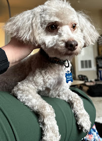 District Dogs Alexandria - Photo 9 - Car repair in Alexandria, VA, Alexandria