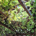 Photo n°1 de l'avis de Claudi. fait le 09/09/2023 à 18:23 sur le  Zi Teresa Ristorante à Passau