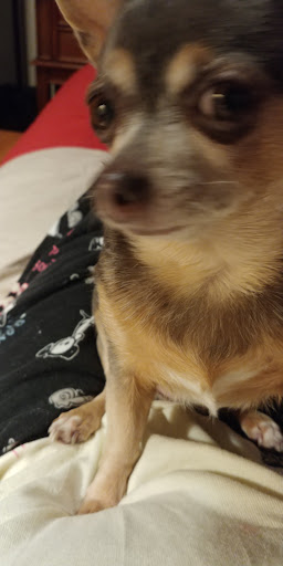 Pet Supply Store «Petco Animal Supplies», reviews and photos, 940 Costley Way, Prince Frederick, MD 20678, USA