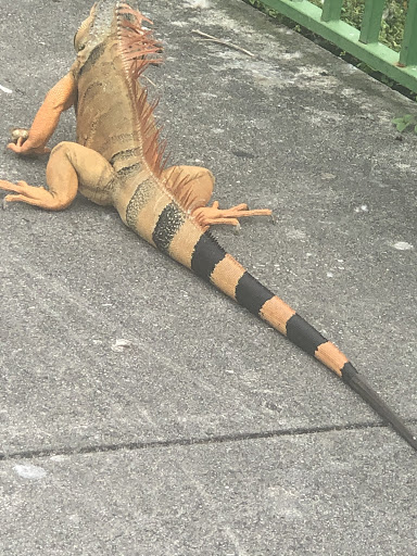 Park «McDonald Park», reviews and photos, 7505 W 12th Ave, Hialeah, FL 33014, USA