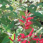 Photo n° 9 de l'avis de Nathalie.l fait le 07/10/2018 à 16:59 pour Bambous en Provence à Eyragues