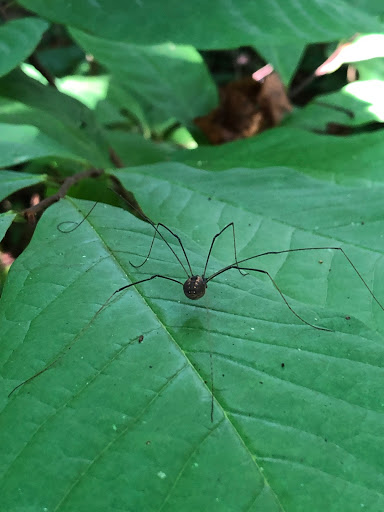 Nature Preserve «Caesar Creek Gorge State Nature Preserve», reviews and photos, 4080 Corwin Rd, Oregonia, OH 45054, USA