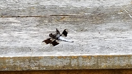 Nature Preserve «Beaver Meadow Audubon Center», reviews and photos, 1610 Welch Rd, Java Center, NY 14082, USA