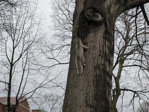 Park «Cambridge Common Park», reviews and photos, Waterhouse St & Massachusetts Ave, Cambridge, MA 02138, USA