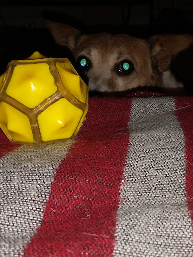 Pet Supply Store «PetSmart», reviews and photos, 157 Levittown Pkwy B, Levittown, PA 19055, USA