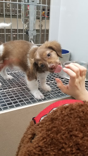 Pet Store «Petland Las Vegas», reviews and photos, 8800 W Charleston Blvd #3, Las Vegas, NV 89145, USA