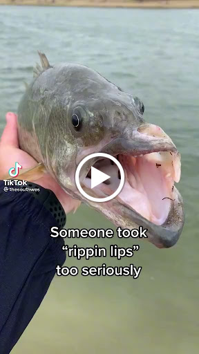 Pet Supply Store «Petco Animal Supplies», reviews and photos, 911 N Stratford Rd c, Moses Lake, WA 98837, USA