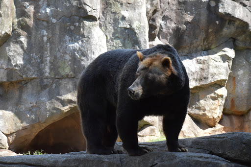 Zoo «North Carolina Zoo», reviews and photos, 4401 Zoo Pkwy, Asheboro, NC 27205, USA
