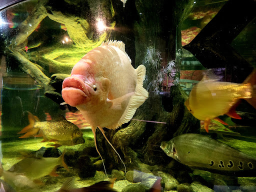 Aquarium «Greater Cleveland Aquarium», reviews and photos, 2000 Sycamore St, Cleveland, OH 44113, USA