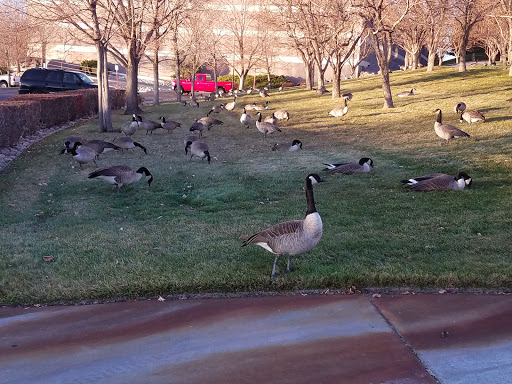 Park «Westlands Park», reviews and photos, 5701 S Quebec St, Greenwood Village, CO 80111, USA