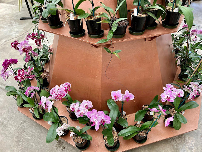 Tuckers Orchid Nursery Open Times