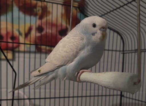 Pet Supply Store «Petco Animal Supplies», reviews and photos, 353 Harrison Bridge Rd, Simpsonville, SC 29680, USA