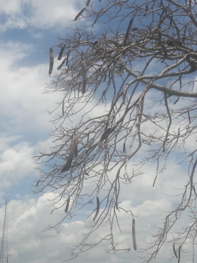 Park «Mills Pond Park», reviews and photos, 2201 Northwest 9th Avenue, Fort Lauderdale, FL 33311, USA