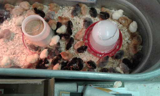 Home Improvement Store «Tractor Supply Co.», reviews and photos, 4724 Penn Ave a, Reading, PA 19608, USA