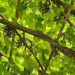 Photo n°7 de l'avis de L..E fait le 18/07/2023 à 22:39 sur le  Grand Hotel San Michele à Cetraro