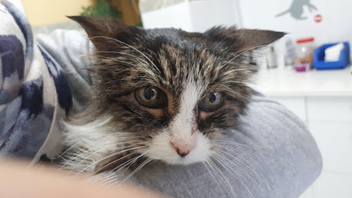 Centro Veterinario Avenida de Europa en Madrid