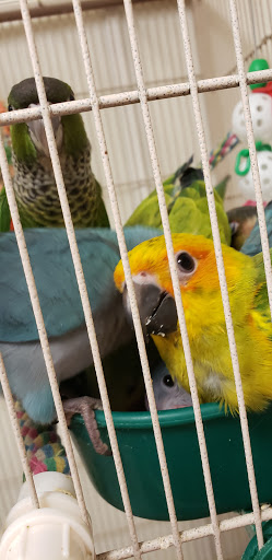 Bird Shop «Parrot & Bird Emporium Inc», reviews and photos, 360 N Westfield St, Feeding Hills, MA 01030, USA