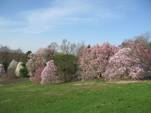 Magnolia Slope