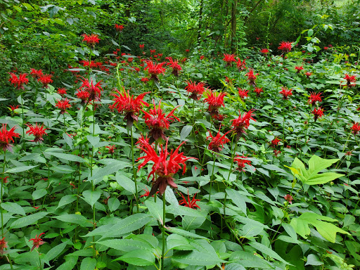 Park «Killens Pond State Park», reviews and photos, 5025 Killens Pond Rd, Felton, DE 19943, USA