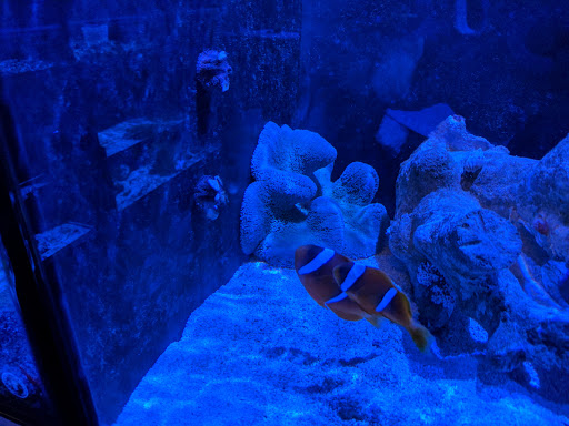 Tropical Fish Store «Reefwise», reviews and photos, 5401 Patton Dr #105, Lisle, IL 60532, USA